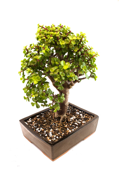 Dwarf Green Jade Ceramic 7" Pot - One of a Kind Bonsai