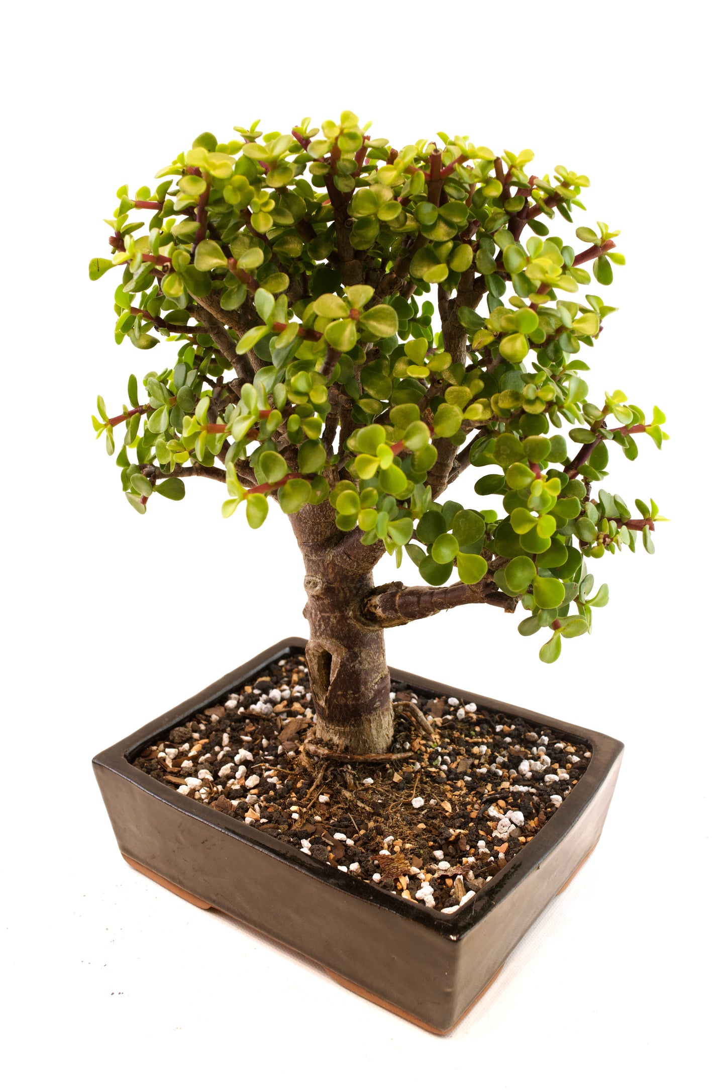 Dwarf Green Jade Ceramic 7" Pot - One of a Kind Bonsai