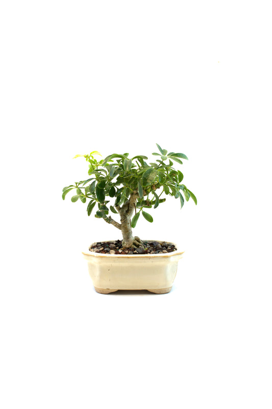Schefflera Dwarf Bonsai Ceramic 5" Pot - One of a Kind Bonsai