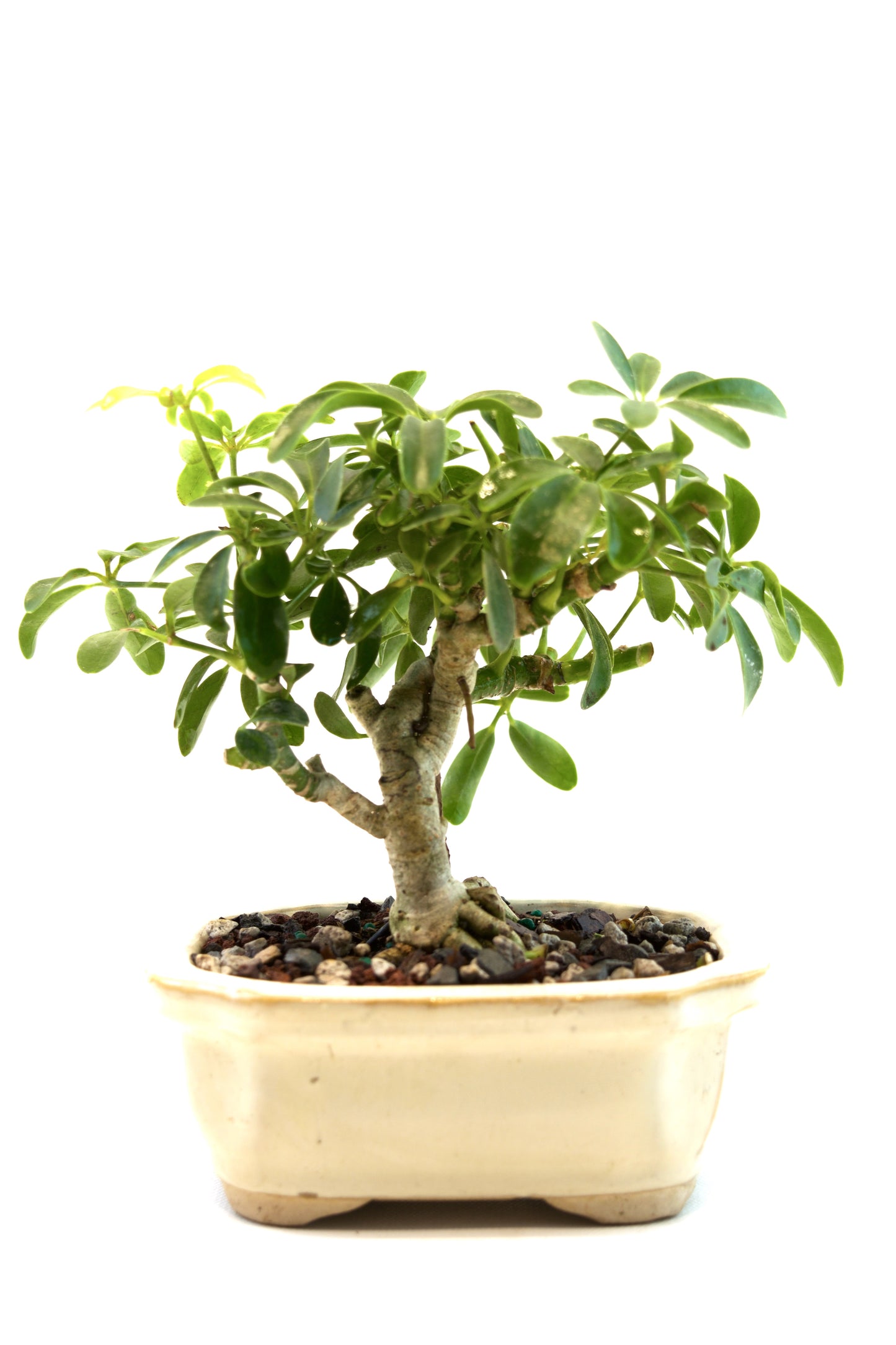 Schefflera Dwarf Bonsai Ceramic 5" Pot - One of a Kind Bonsai
