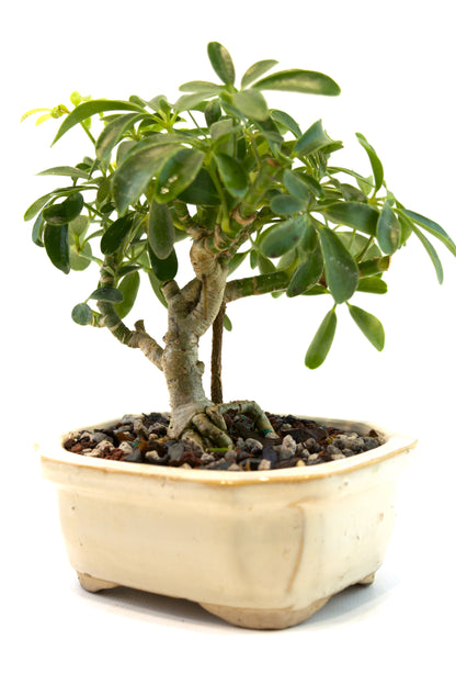 Schefflera Dwarf Bonsai Ceramic 5" Pot - One of a Kind Bonsai
