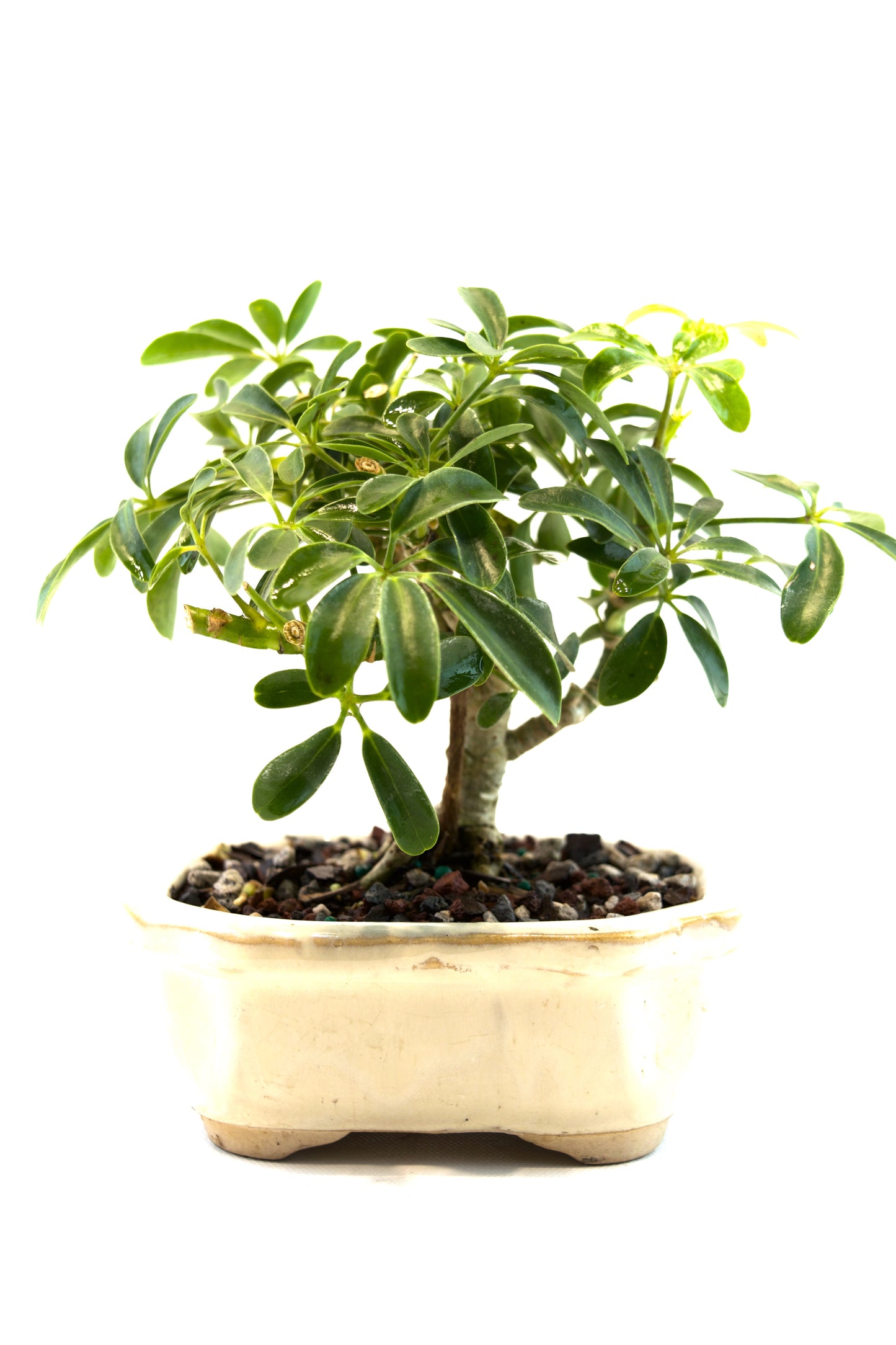 Schefflera Dwarf Bonsai Ceramic 5" Pot - One of a Kind Bonsai