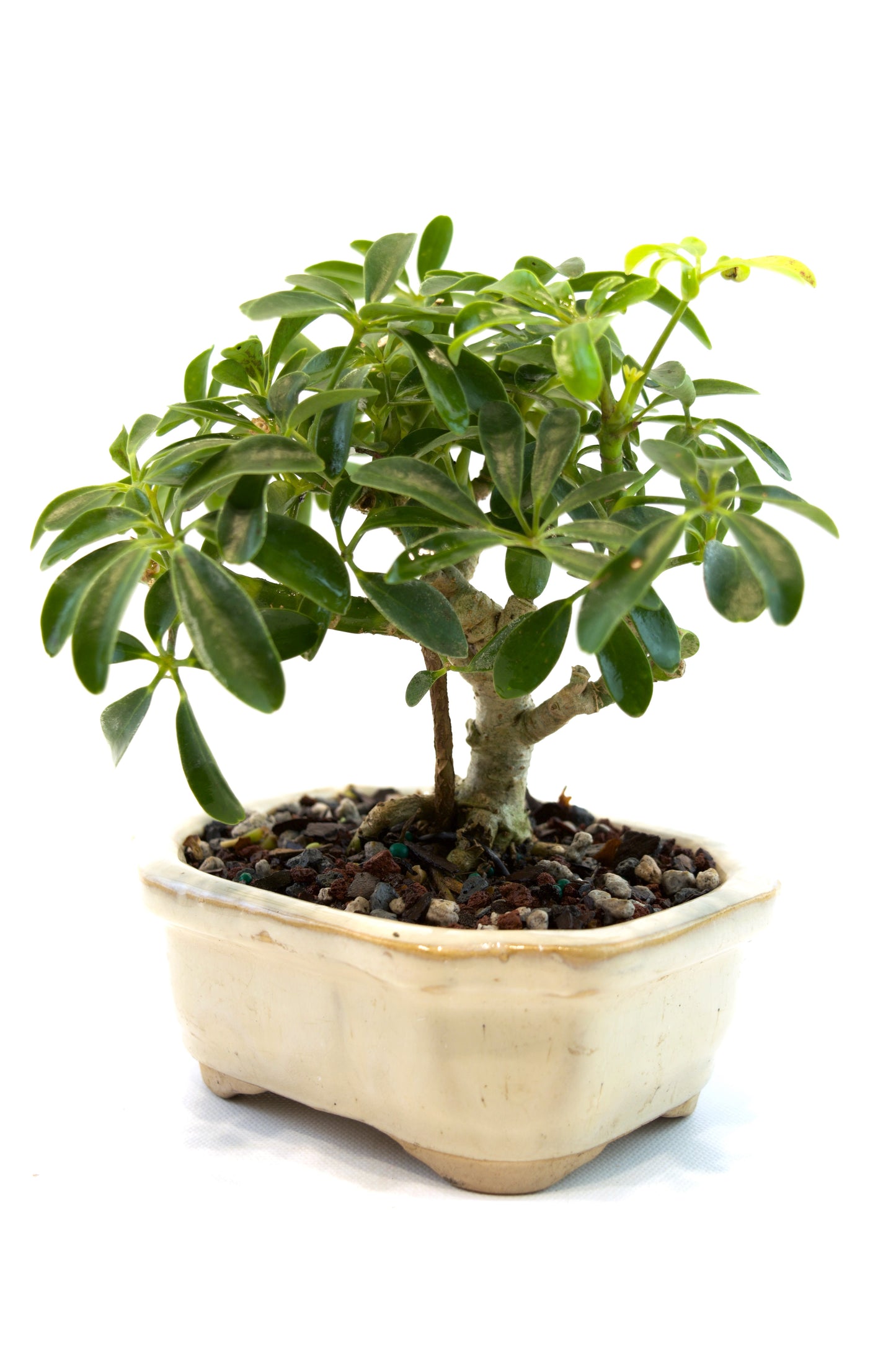 Schefflera Dwarf Bonsai Ceramic 5" Pot - One of a Kind Bonsai