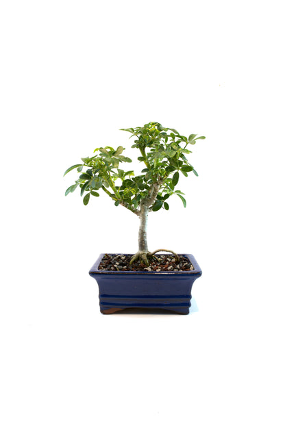 Schefflera Dwarf Bonsai Ceramic 6" Pot - One of a Kind Bonsai