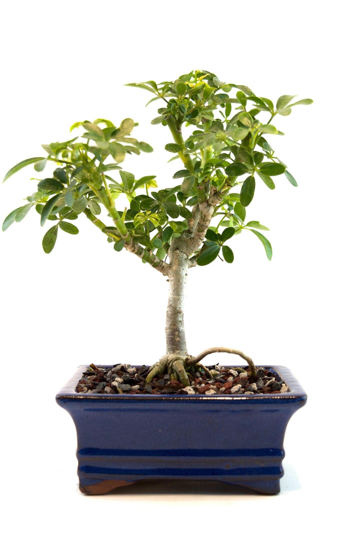 Schefflera Dwarf Bonsai Ceramic 6" Pot - One of a Kind Bonsai