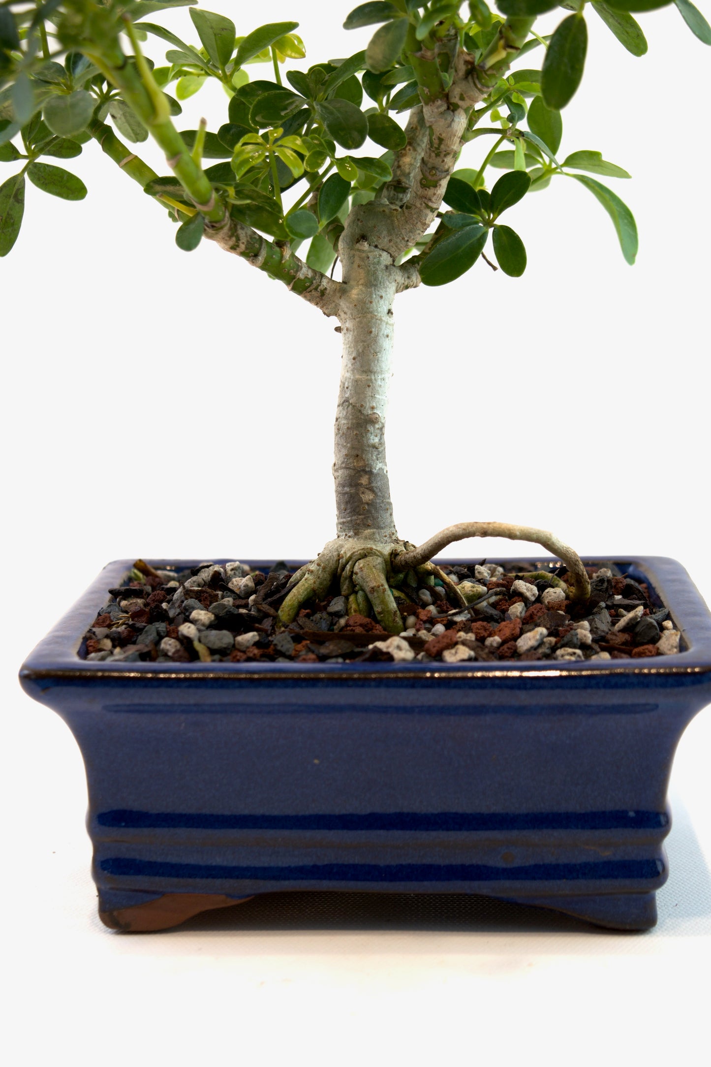 Schefflera Dwarf Bonsai Ceramic 6" Pot - One of a Kind Bonsai