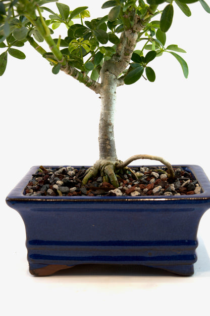 Schefflera Dwarf Bonsai Ceramic 6" Pot - One of a Kind Bonsai