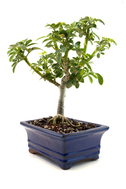 Schefflera Dwarf Bonsai Ceramic 6" Pot - One of a Kind Bonsai