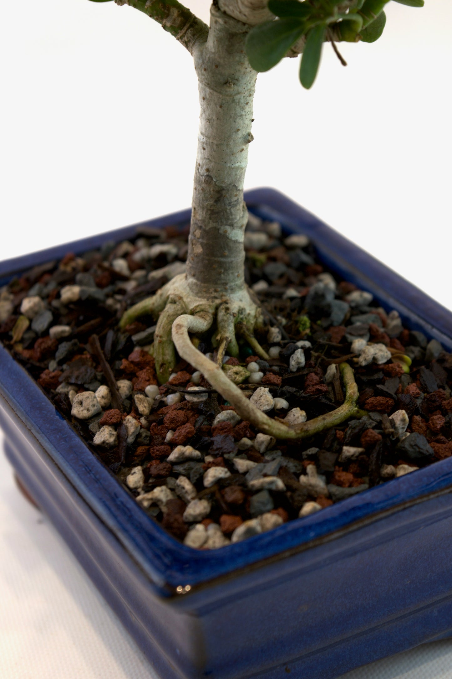Schefflera Dwarf Bonsai Ceramic 6" Pot - One of a Kind Bonsai