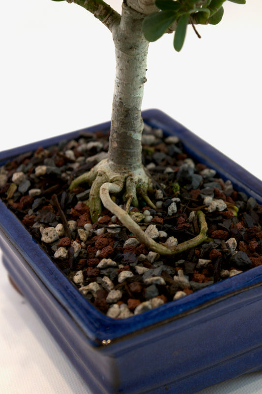 Schefflera Dwarf Bonsai Ceramic 6" Pot - One of a Kind Bonsai
