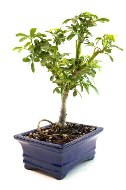 Schefflera Dwarf Bonsai Ceramic 6" Pot - One of a Kind Bonsai