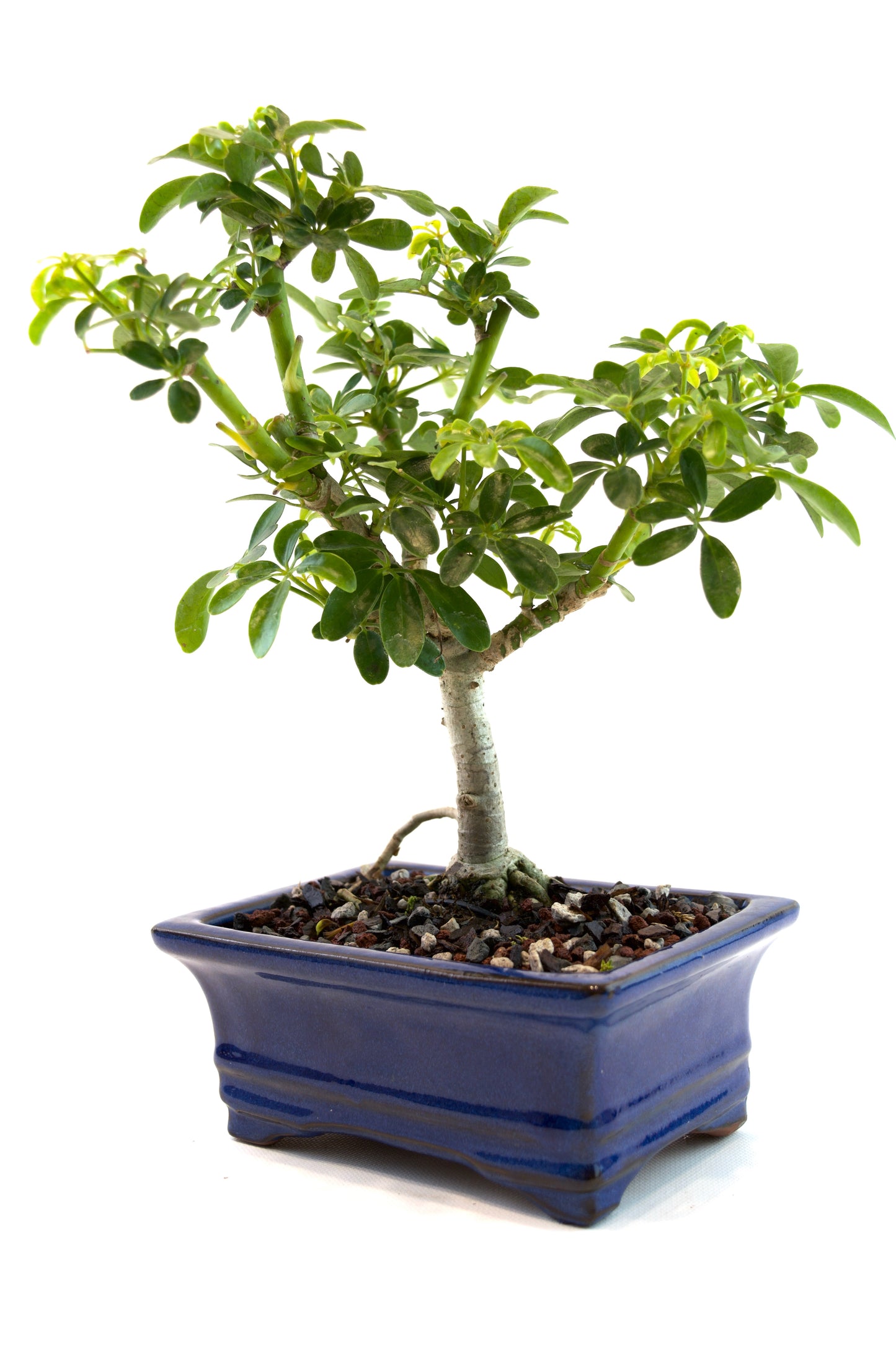 Schefflera Dwarf Bonsai Ceramic 6" Pot - One of a Kind Bonsai