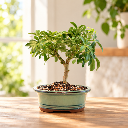 Dwarf Schefflera Bonsai Ceramic 6" Pot - One of a Kind Bonsai