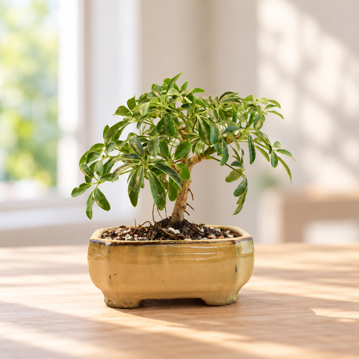 Dwarf Schefflera Bonsai Ceramic 6" Pot - One of a Kind Bonsai