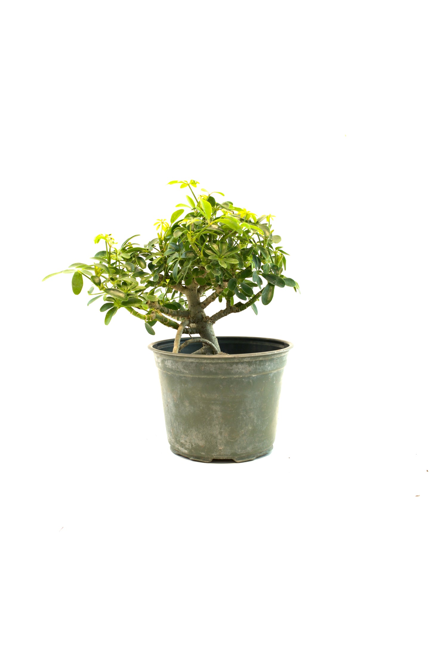 Dwarf Schefflera Pre  Bonsai Ceramic 6" Pot - Pre Bonsai