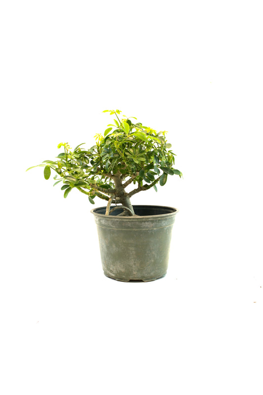 Dwarf Schefflera Pre  Bonsai Ceramic 6" Pot - Pre Bonsai