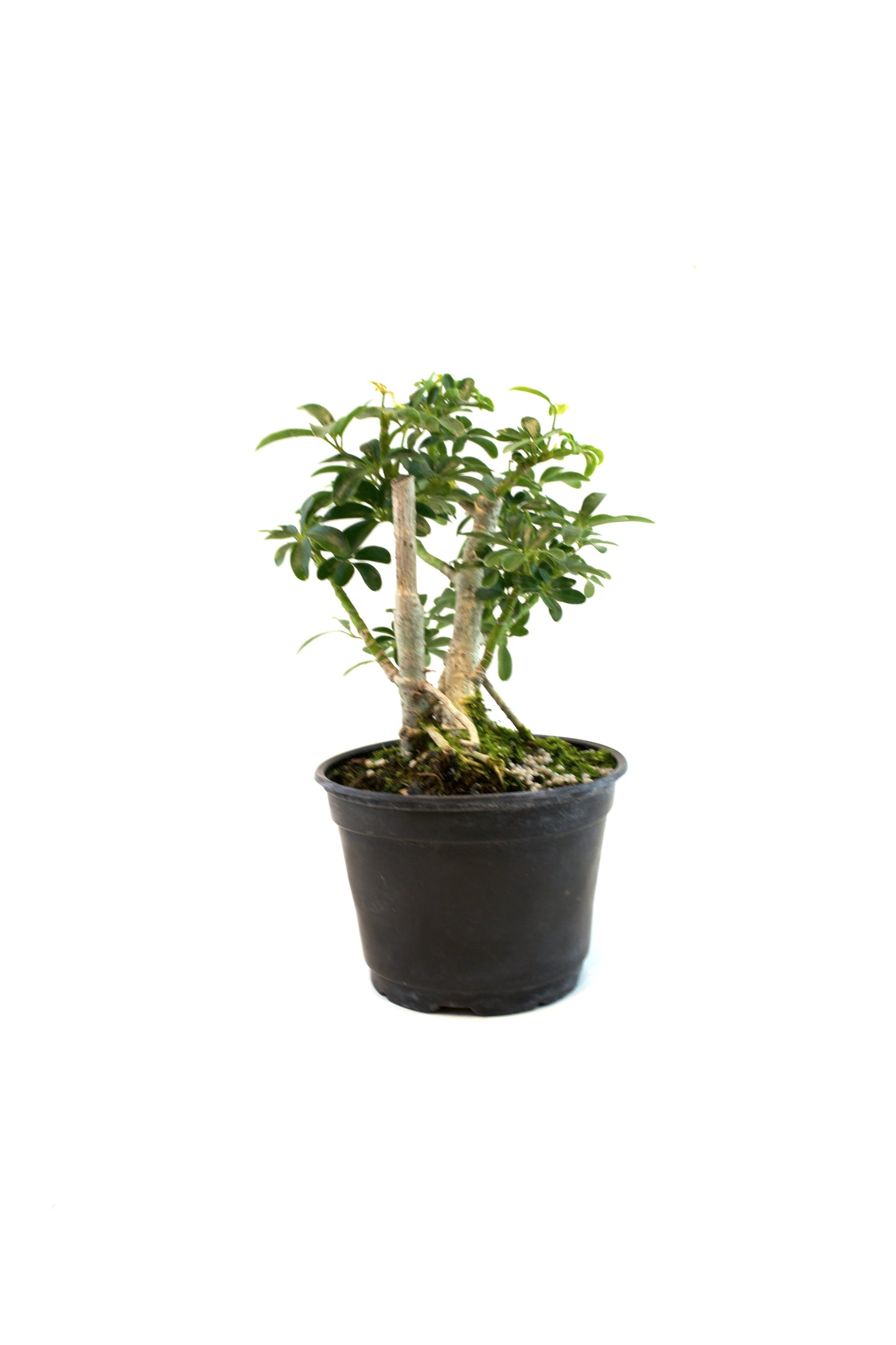 Dwarf Schefflera Pre  Bonsai Ceramic 6" Pot - Pre Bonsai