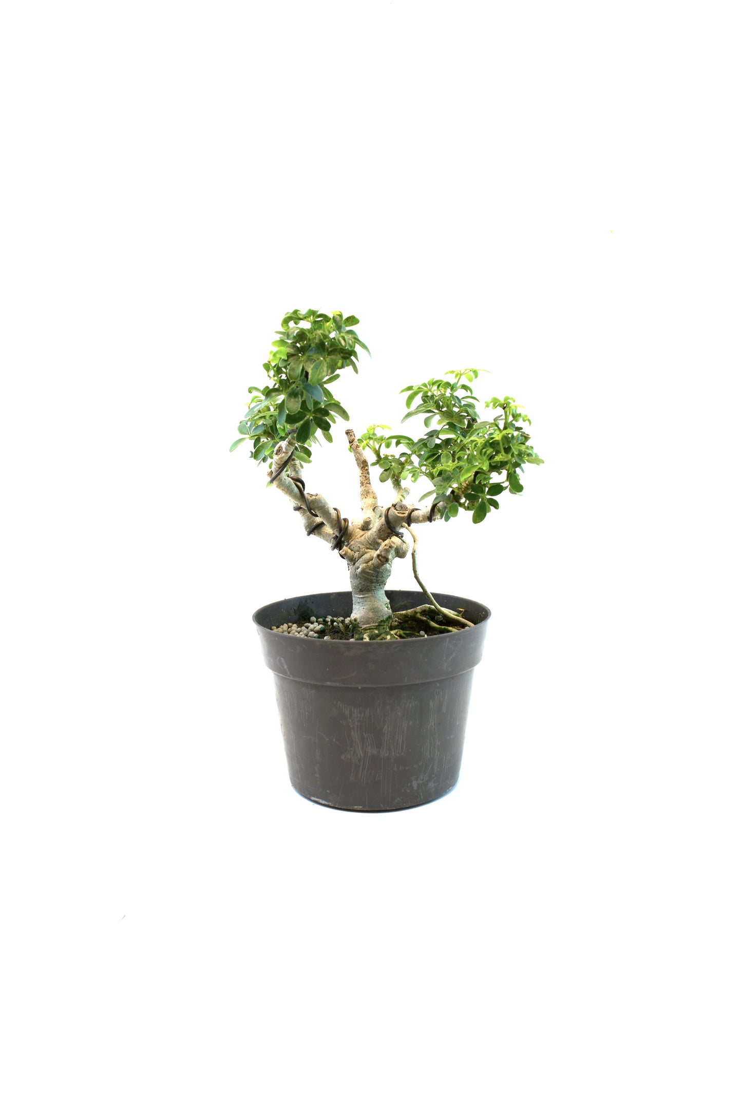 Dwarf Schefflera Pre  Bonsai Ceramic 6" Pot - Pre Bonsai