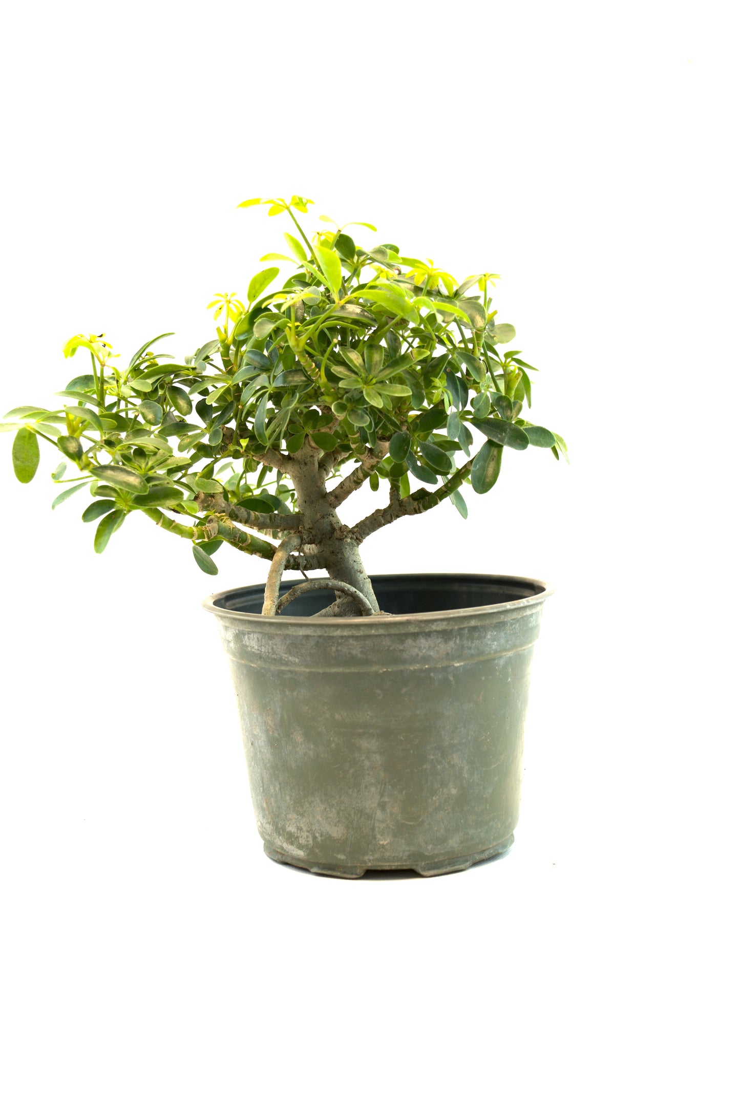 Dwarf Schefflera Pre  Bonsai Ceramic 6" Pot - Pre Bonsai