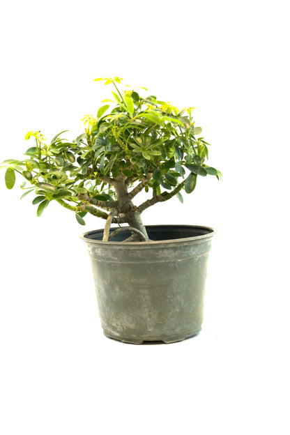 Dwarf Schefflera Pre  Bonsai Ceramic 6" Pot - Pre Bonsai