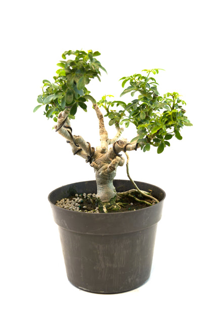 Dwarf Schefflera Pre  Bonsai Ceramic 6" Pot - Pre Bonsai