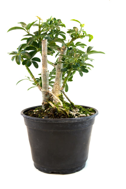 Dwarf Schefflera Pre  Bonsai Ceramic 6" Pot - Pre Bonsai