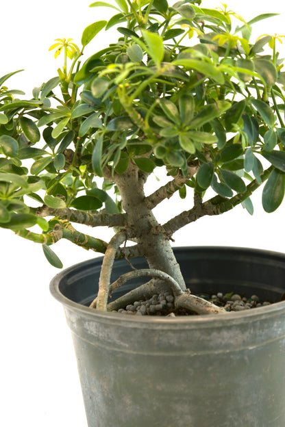 Dwarf Schefflera Pre  Bonsai Ceramic 6" Pot - Pre Bonsai