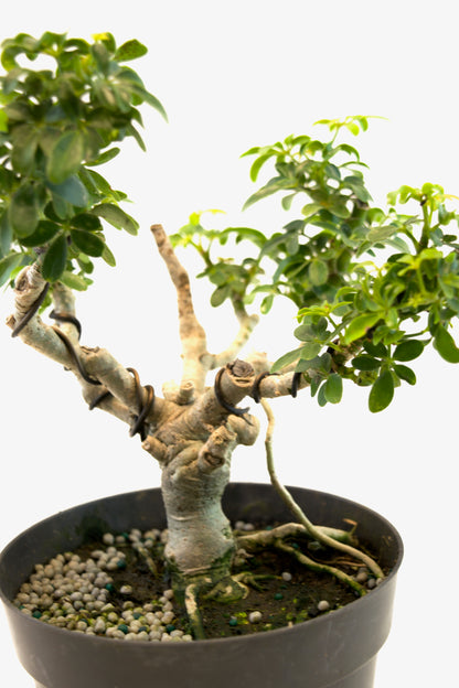 Dwarf Schefflera Pre  Bonsai Ceramic 6" Pot - Pre Bonsai