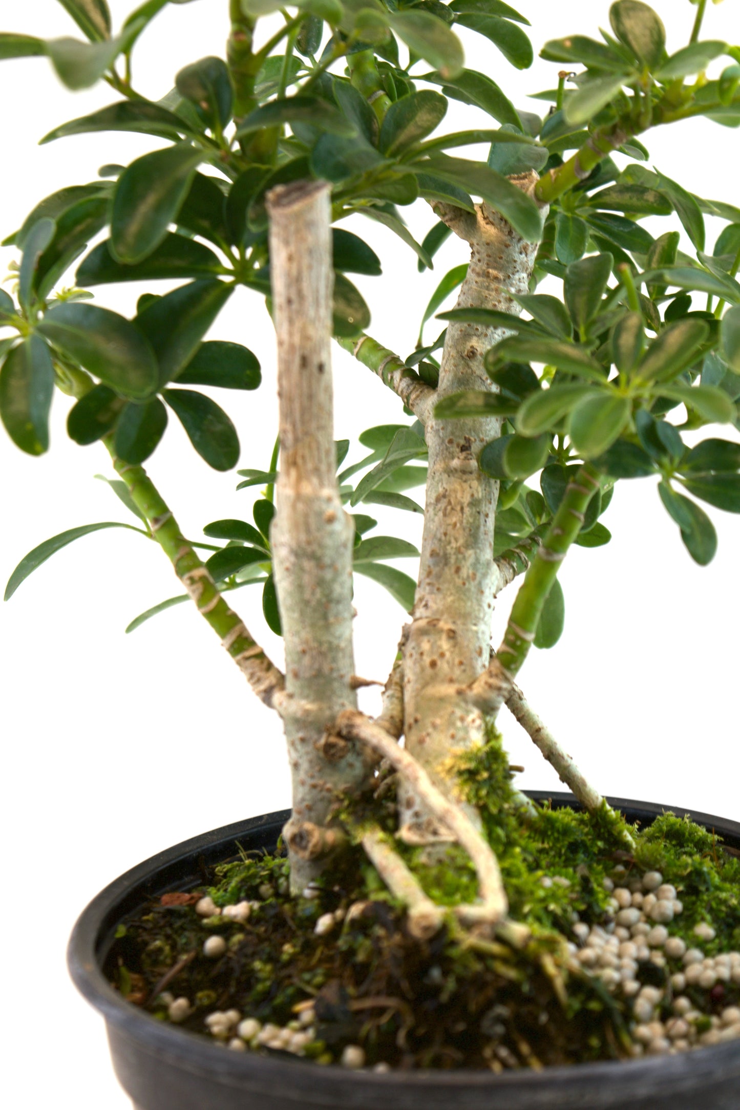Dwarf Schefflera Pre  Bonsai Ceramic 6" Pot - Pre Bonsai