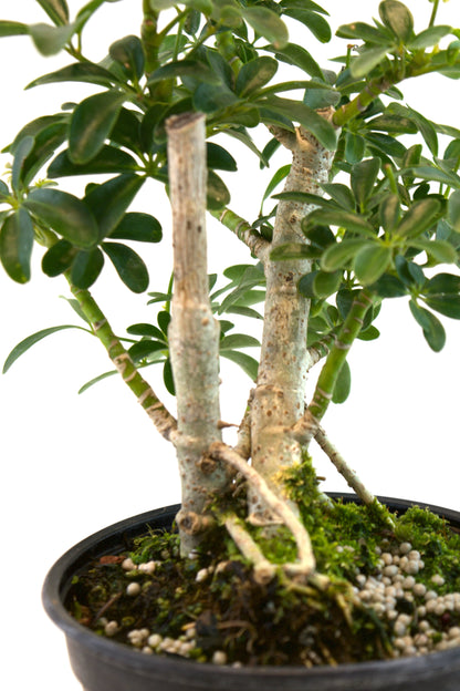 Dwarf Schefflera Pre  Bonsai Ceramic 6" Pot - Pre Bonsai