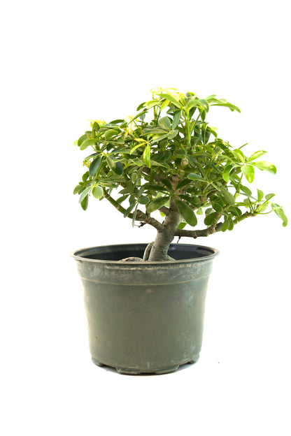 Dwarf Schefflera Pre  Bonsai Ceramic 6" Pot - Pre Bonsai