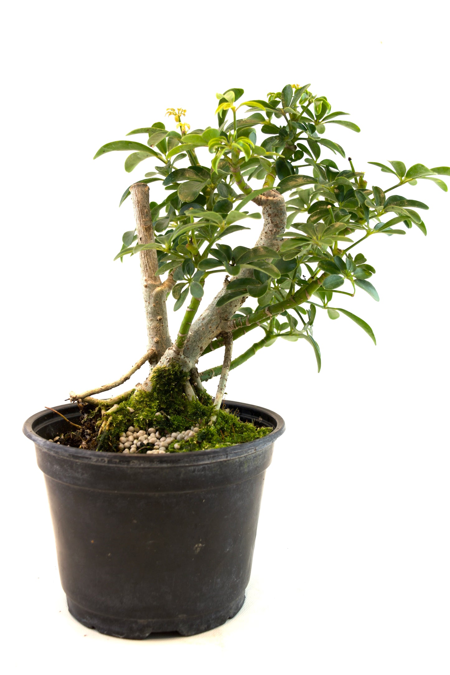 Dwarf Schefflera Pre  Bonsai Ceramic 6" Pot - Pre Bonsai
