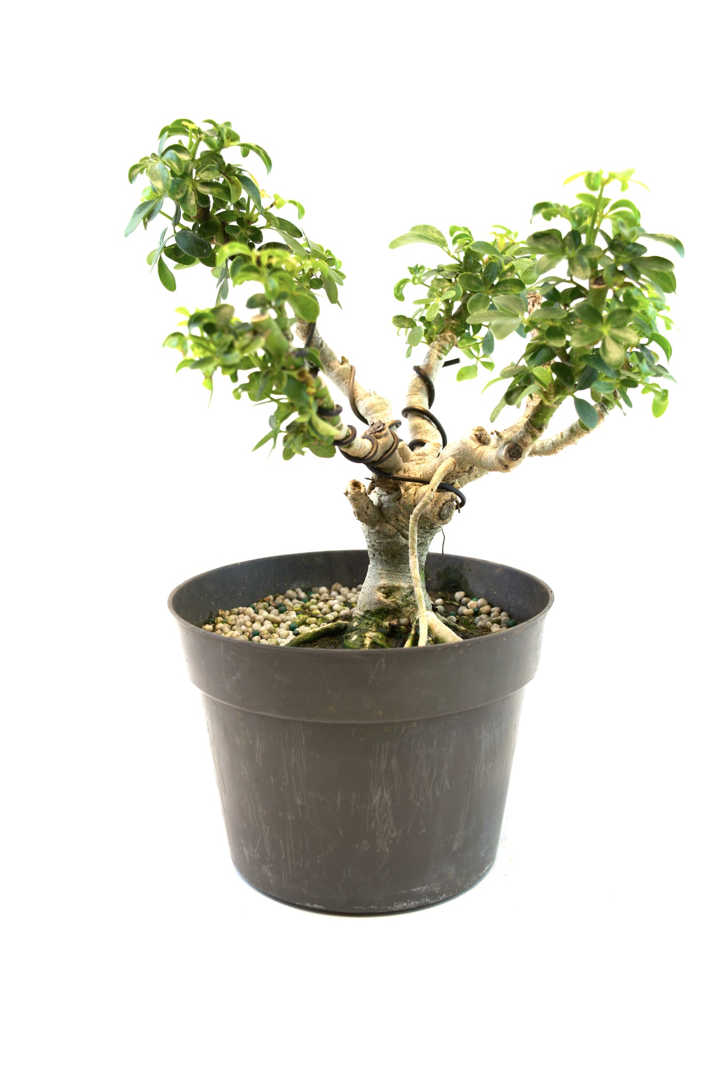 Dwarf Schefflera Pre  Bonsai Ceramic 6" Pot - Pre Bonsai