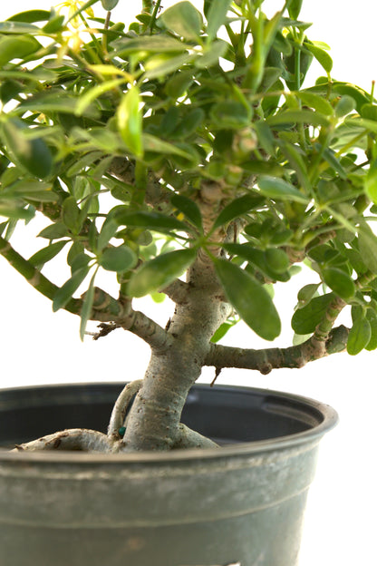 Dwarf Schefflera Pre  Bonsai Ceramic 6" Pot - Pre Bonsai