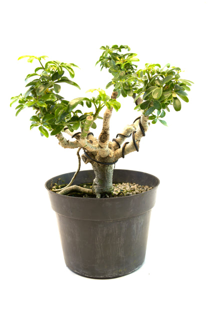Dwarf Schefflera Pre  Bonsai Ceramic 6" Pot - Pre Bonsai