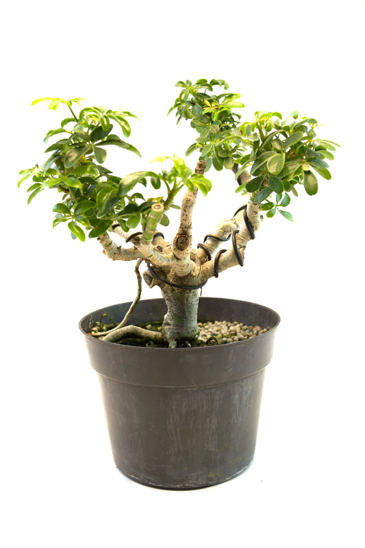 Dwarf Schefflera Pre  Bonsai Ceramic 6" Pot - Pre Bonsai