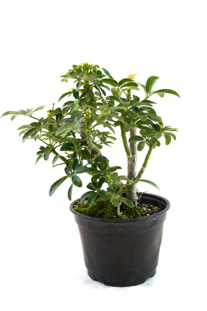 Dwarf Schefflera Pre  Bonsai Ceramic 6" Pot - Pre Bonsai