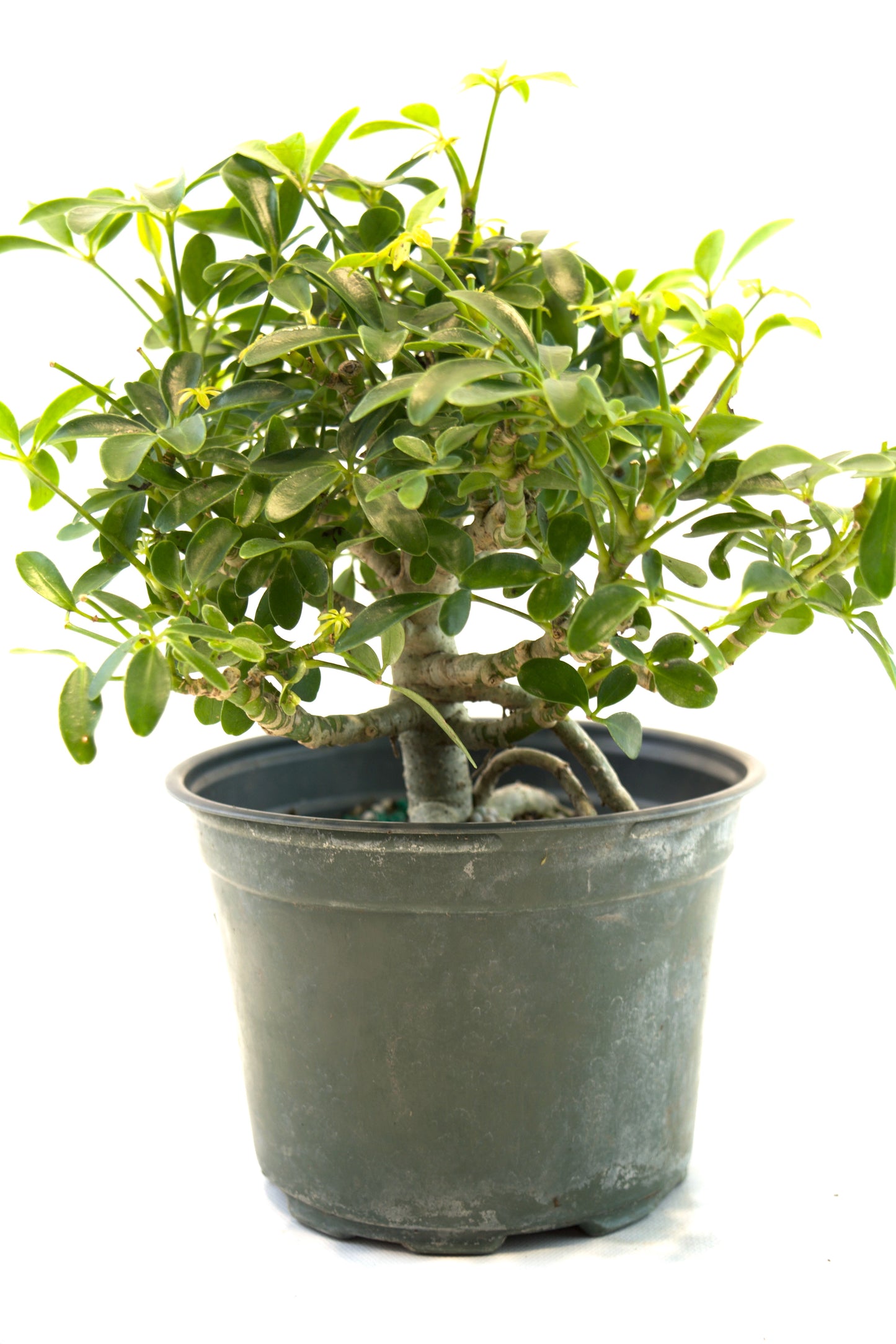 Dwarf Schefflera Pre  Bonsai Ceramic 6" Pot - Pre Bonsai