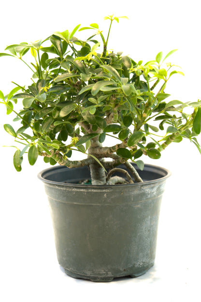 Dwarf Schefflera Pre  Bonsai Ceramic 6" Pot - Pre Bonsai
