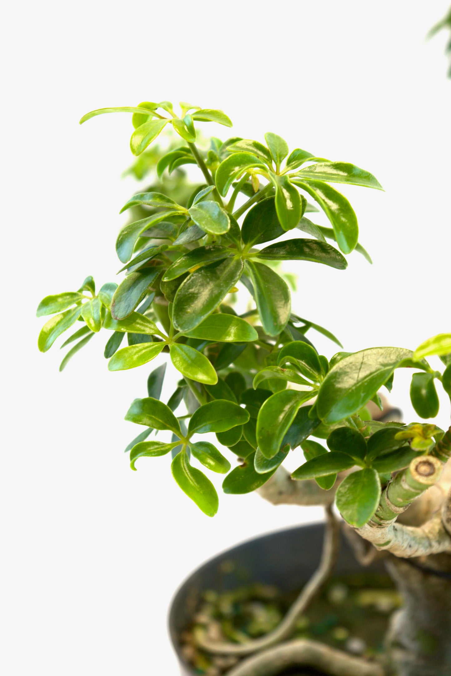 Dwarf Schefflera Pre  Bonsai Ceramic 6" Pot - Pre Bonsai