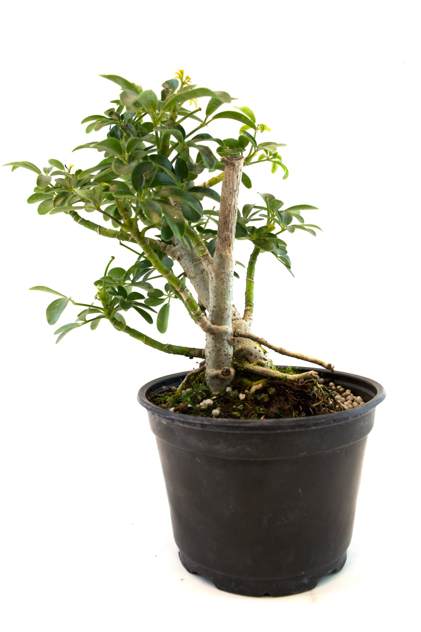 Dwarf Schefflera Pre  Bonsai Ceramic 6" Pot - Pre Bonsai