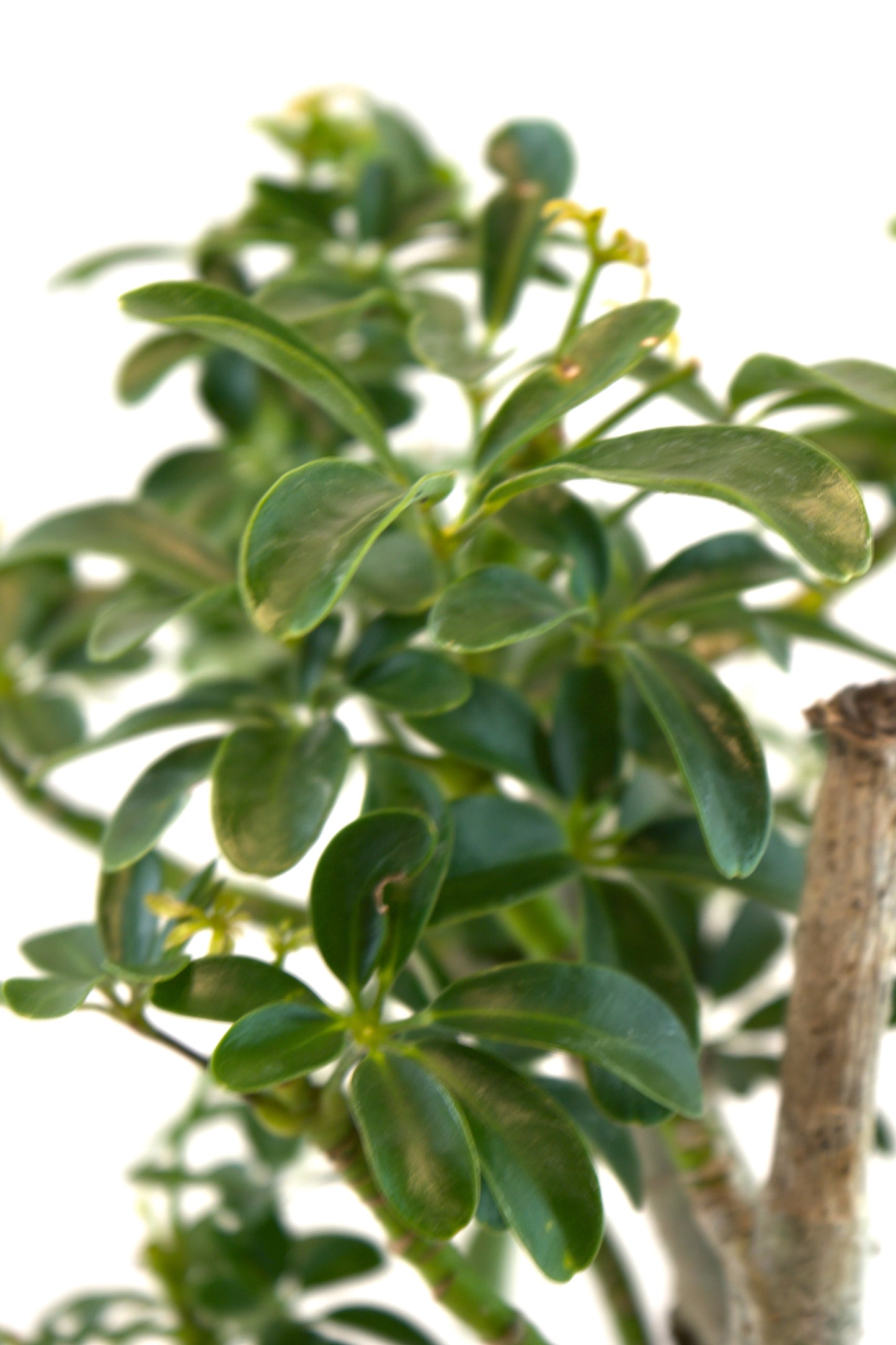 Dwarf Schefflera Pre  Bonsai Ceramic 6" Pot - Pre Bonsai