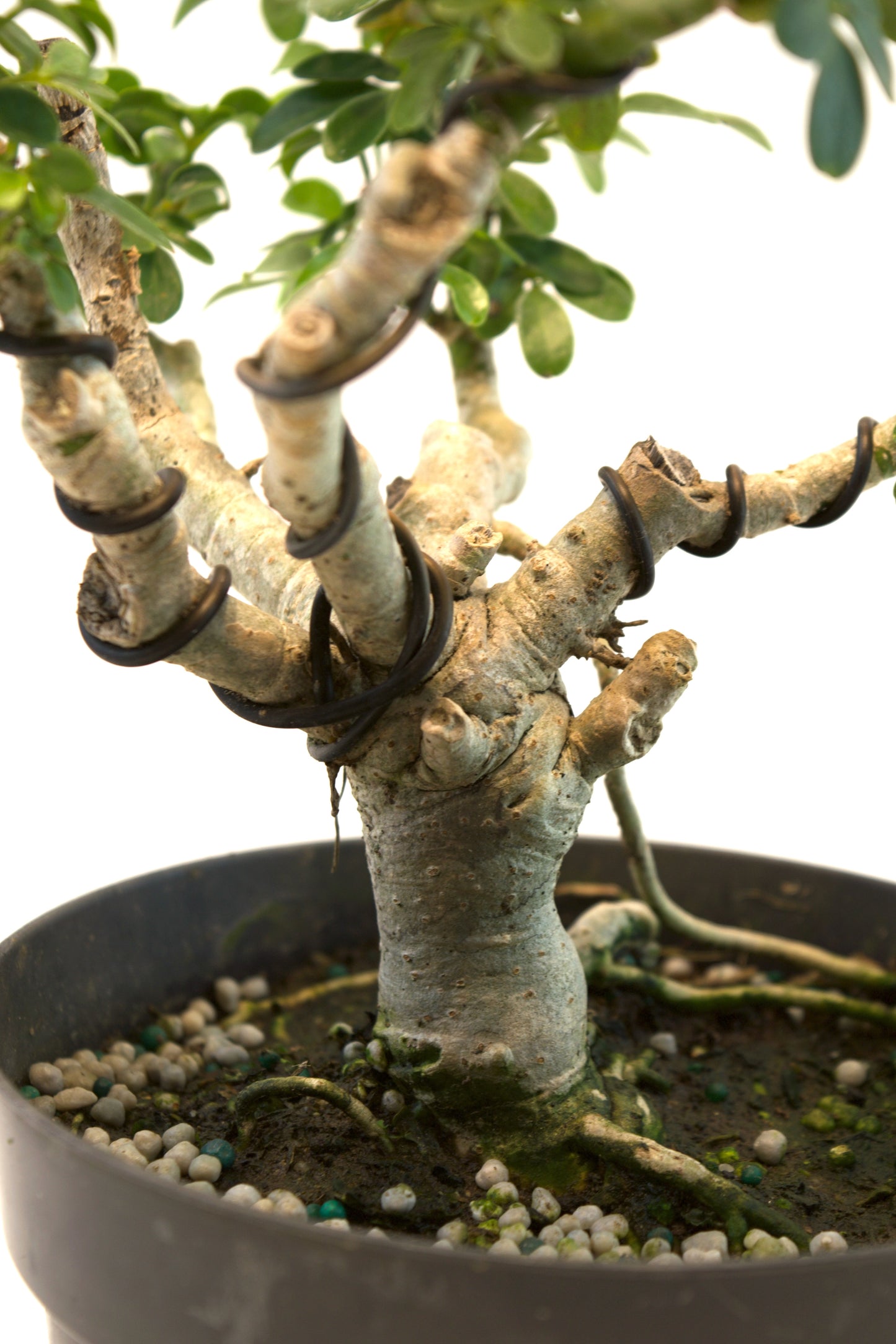 Dwarf Schefflera Pre  Bonsai Ceramic 6" Pot - Pre Bonsai