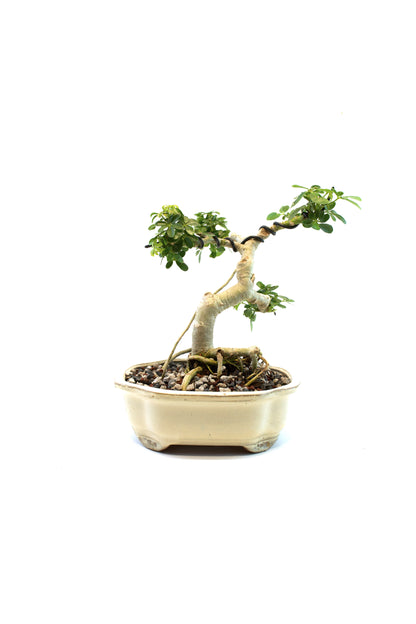 Schefflera Dwarf Bonsai Ceramic 7" Pot - One of a Kind Bonsai