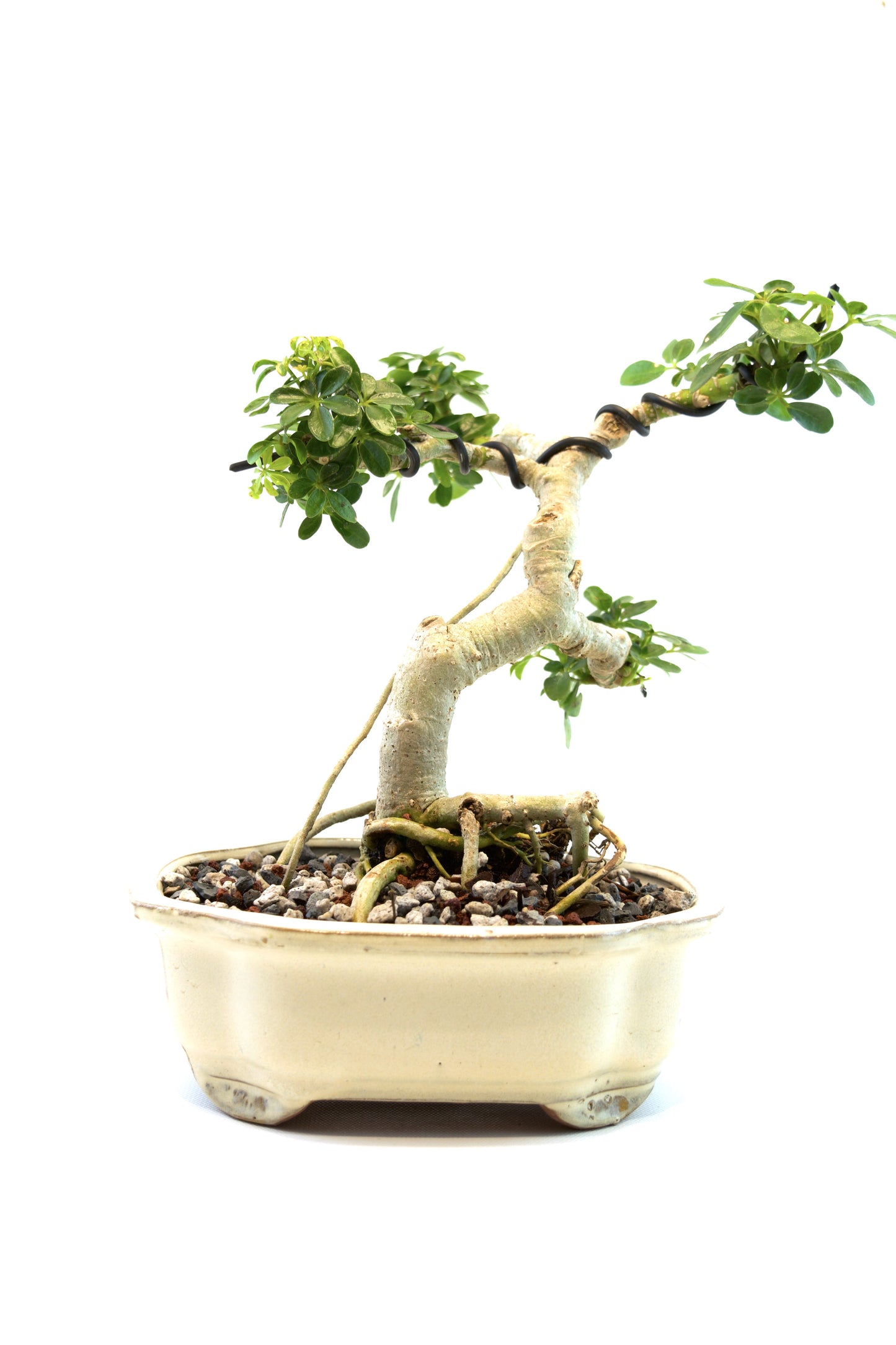 Schefflera Dwarf Bonsai Ceramic 7" Pot - One of a Kind Bonsai