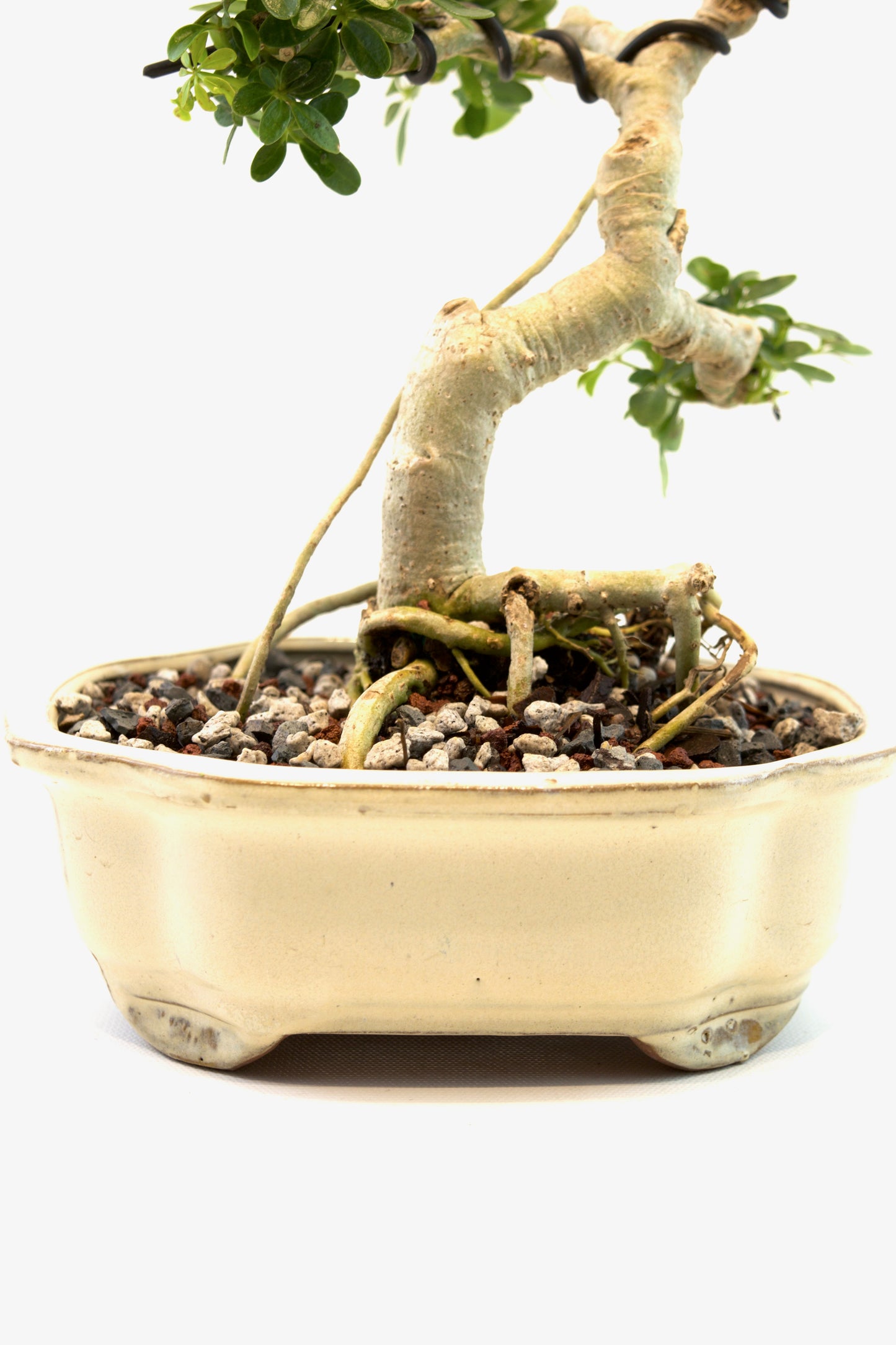 Schefflera Dwarf Bonsai Ceramic 7" Pot - One of a Kind Bonsai