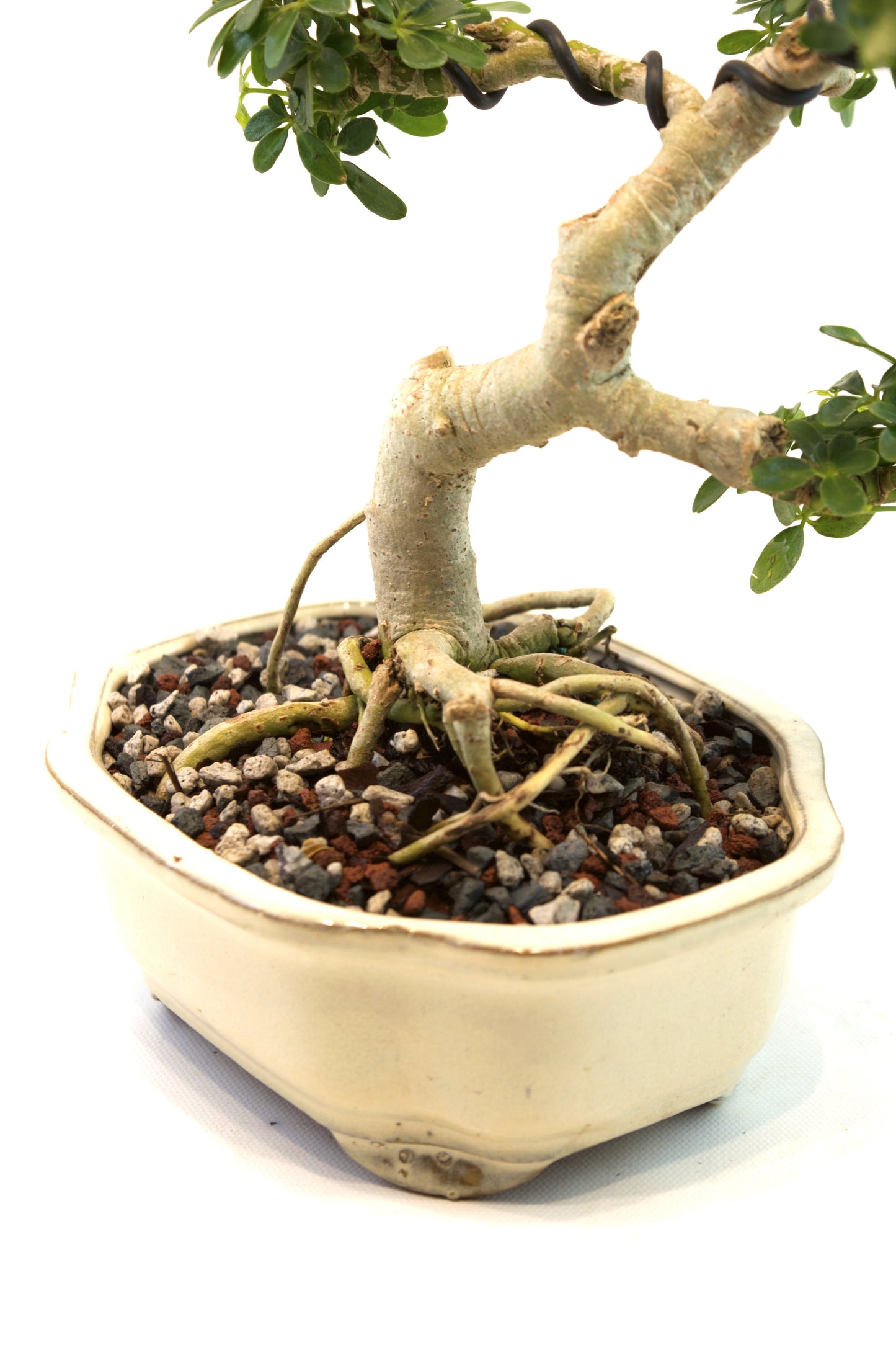 Schefflera Dwarf Bonsai Ceramic 7" Pot - One of a Kind Bonsai