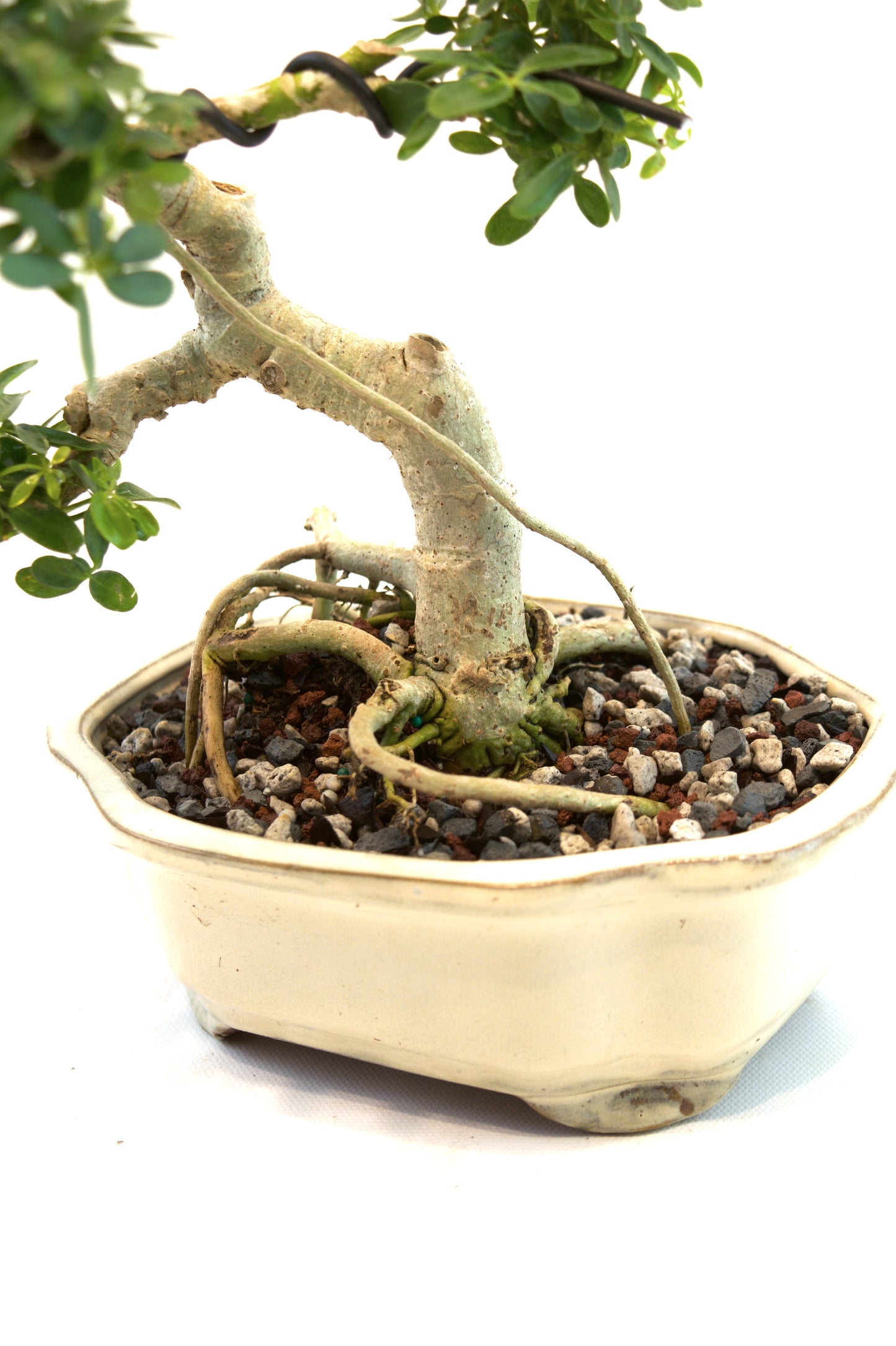 Schefflera Dwarf Bonsai Ceramic 7" Pot - One of a Kind Bonsai