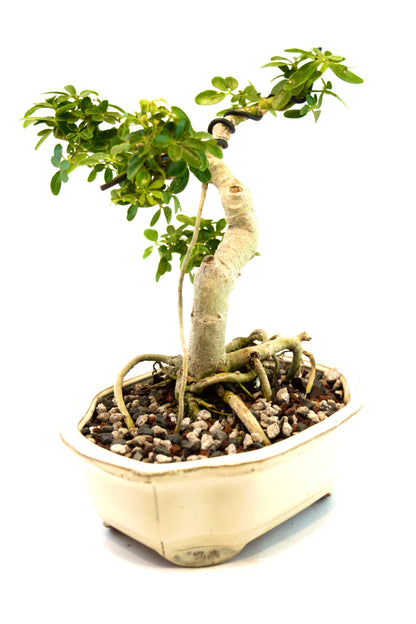 Schefflera Dwarf Bonsai Ceramic 7" Pot - One of a Kind Bonsai