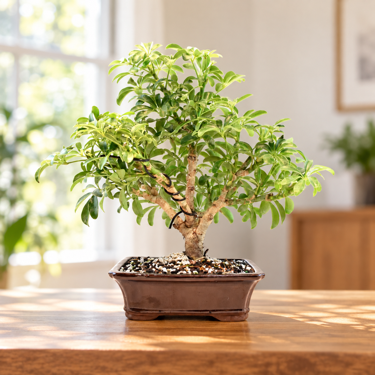 Dwarf Schefflera Bonsai Ceramic 7" Pot - One of a Kind Bonsai